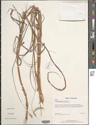 Image result for Andropogon chinensis