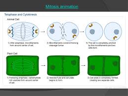 Plant cell going through cytokinesis. Cell Cycle And Mitosis Cell Division Part Ppt Video Online Download
