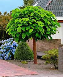 Check spelling or type a new query. 15 Catalpa Ideas White Flowers Foliage Tree