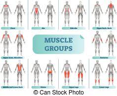 Muscle Groups Chart Muscle Group Chart Male Body With The