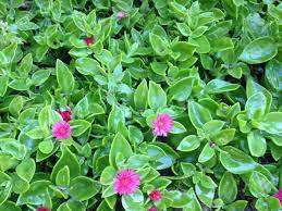 We did not find results for: Tiny Pink Flowers On A Bright Green Background Space For Text Stock Photo Picture And Royalty Free Image Image 94216746