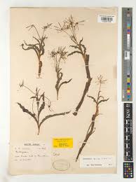 Image result for Ornithoglossum viride