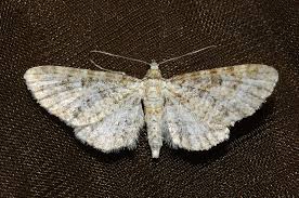 Image result for Eupithecia subumbrata