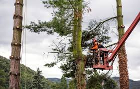 Tree Removal Armadale – Tree Solutions WA