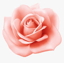 Pink Rose Clipart - Rose, HD Png Download , Transparent Png Image ...