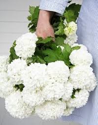 Eleganti e discreti non sono mai inappropriati. Fiori Bianchi