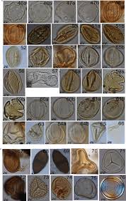 Image result for Syncolostemon flabellifolius