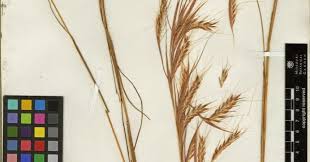 Image result for Andropogon fastigiatus