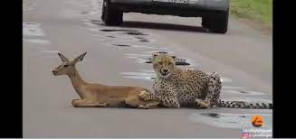 Watch Baby Leopard Traps Deer On Road Waits For Mother To Share Its Prey