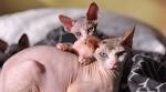 Sphynxes for Sale | Cats on Oodle Classifieds