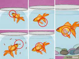 3 Ways To Fix Swim Bladder Disease In Goldfish Wikihow