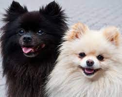 pomeranians pomeranians black pomeranian cute puppies dog breeds