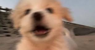 보기만해도 신나는 짤 | 중고악기 뮬