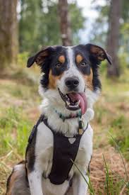 While the german shepherd falls into the large dog category, the cocker spaniel fits into the medium dog category. Bob A Rhubarb Youse Hund