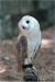 Flying Barn Owl