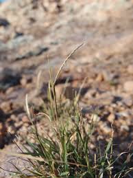 Image result for Microchloa
