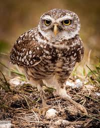 Birds That Sing At Night In Florida Burrowing Owl Photograph Florida Nature Print Bird Etsy Burrowing Owl Owl Owls In Florida
