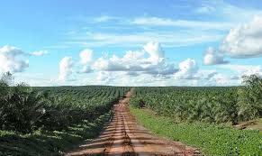 Provinsi jambi adalah 1 dari 7 provinsi yang menjadi fokus pemerintah untuk pemulihan lahan gambut, budidaya pertanian dan peternakan yang ramah lingkungan. Pengeringan Lahan Gambut Penyebab Kerusakan Lahan Gambut Pantau Gambut