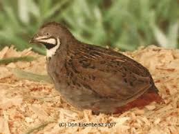 Button Quail Color Id