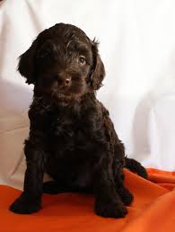 We did not find results for: Gorgeous Chocolate Mini Australian Labradoodle With Blue Green Eyes At Ashford Manor Labradoodles Australian Labradoodle Cute Animals Labradoodle