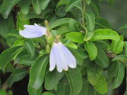 Image result for Sclerochiton