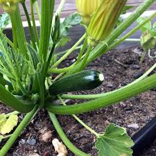 Winter squash are harvested in autumn after or just before they reach full maturity. How To Grow Zucchini In Containers Brown Thumb Mama