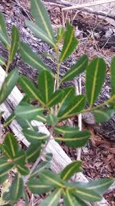 Image result for Nesogordonia