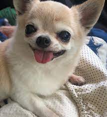 Smiling Chihuahua Cute Chihuahua Cute Dogs Chihuahua Dogs