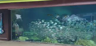You'll experience thousands of species in interactive exhibits at the aquarium, and have the option to add an admission ticket to the. Visit San Antonio Seaworld San Antonio Turtle Reef Facebook