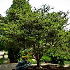 Trees For Zone 9 For Sale 2 Trees For 17 99 Native Garden White Oak Tree Trees To Plant