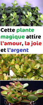 Cette Plante Magique Attire L Amour La Joie Et L Argent Plante Jardinage Jardinier Sante Astucessante Jardin Plants Garden Online Succulents