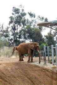 How To Buy Discount San Diego Zoo Tickets Top 15 Ways 2021 La Jolla Mom San Diego Zoo San Diego Attractions Visit San Diego