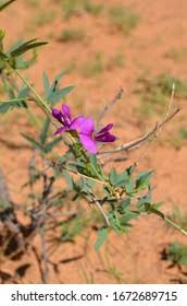 Image result for Otoptera