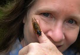 Peak cicada season arrives in Georgia as some chefs cook up bug recipes for  bold diners • Georgia Recorder