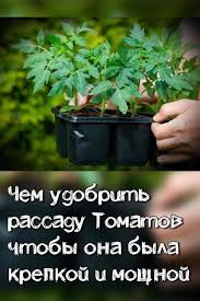 какой способ размножения используют при выращивании картофеля и лука Chem Udobrit Rassadu Tomatov Chto By Ona Byla Krepkoj I Moshnoj In 2020 Garden Fertilizer Vegetable Garden Gardening Tips