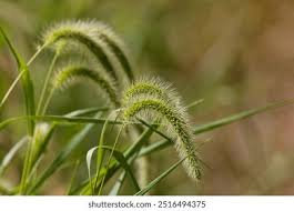 Image result for Setaria longiseta