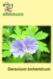 Image result for Geranium bohemicum Orhcid Blue