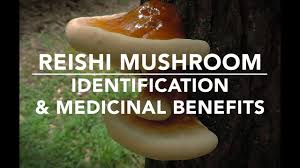 Image result for Ganoderma tsugae
