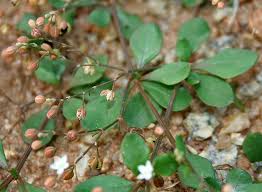 Image result for Psammotropha myriantha