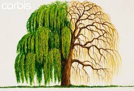 Weeping Willow Clip Art Willow Tree Art Willow Tree Tattoos Tree Sketches