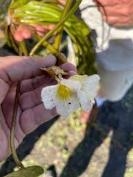 Image result for Ottelia exserta