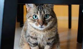 Gatos Y Duenos Como Cambia La Relacion Si El Gato Es Macho O Hembra