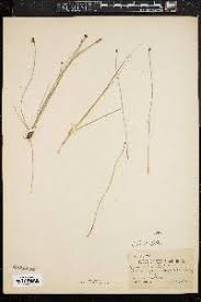 Image result for Eleocharis complanata