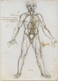Anatomy of the human lower body organs : List Of Organs Of The Human Body Wikipedia