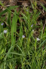 Image result for Gunillaea