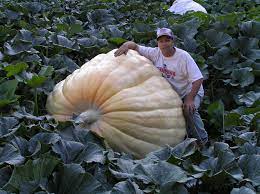 Pin On Pumpkins And Gourds