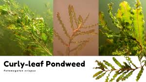 Image result for Potamogeton crispus