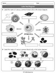 Basic diagram of an animal cell. Human Cells And Blood Cells Label The Various Cells Diagram Tpt