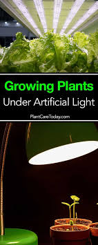 Sundling said that hps lights are more industrial than the average homeowner would need. Growing Plants Indoors With Artificial Light For Plants Growing Plants Indoors Indoor Vegetable Gardening Small Artificial Plants