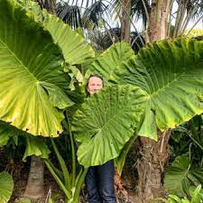 Big leaf indoor plant large leaf plants tall indoor plants indoor tropical plants tropical patio tall shade plants shade garden plants planting plants big the best indoor plants with lush and large leaves, according to a landscaper. Alocasia Macrorrhiza Big Plant Nursery